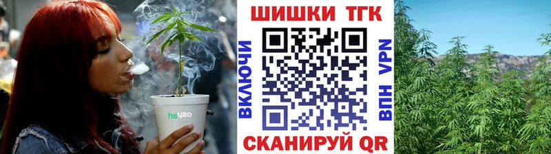 где найти   Курчалой  Канабис семена 
